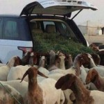 Range Rover je ideální auto pro pastevce ovcí 